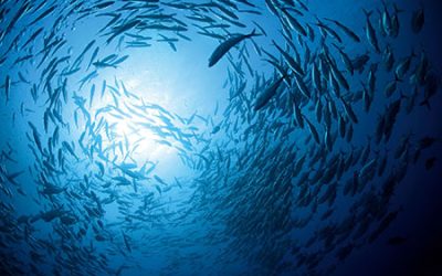 Alteração ao FEAMP com mais medidas de apoio às Pescas e Aquicultura
