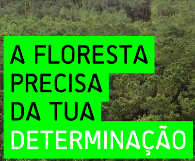 Imagem Floresta Com Determinação